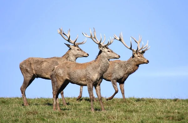 Tre brødre – stockfoto