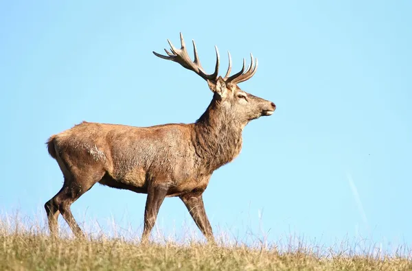 Majestätischer Hirsch — Stockfoto