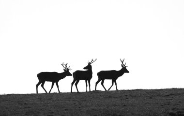geyik silhouettes