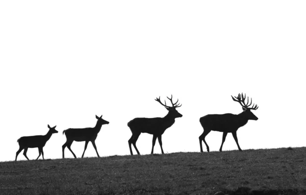 Evolución de los ciervos — Foto de Stock