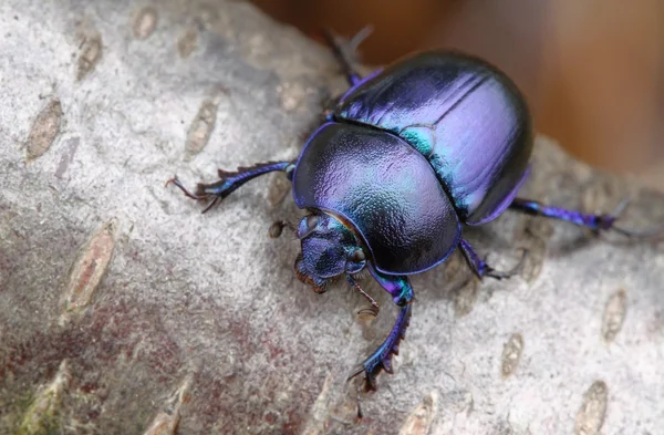Dung beetle — Stock Photo, Image