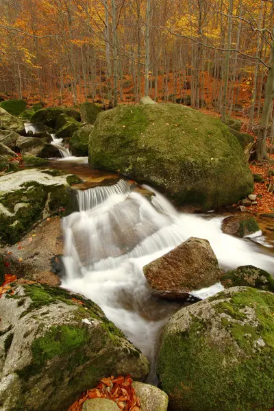 Arroyo en el bosque — Foto de Stock