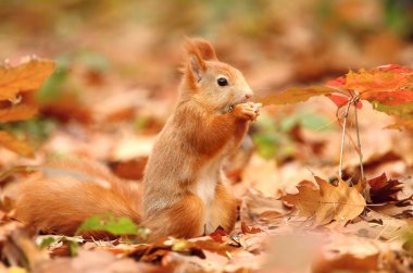 Squirrel in leaves clipart