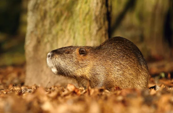 Coypu in leaves — Stock Photo, Image