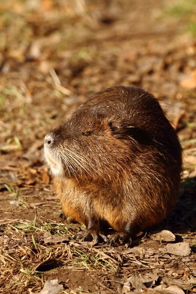 Sumpbäver — Stockfoto