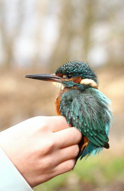 Kingfisher elde