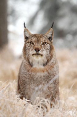Lynx sitting clipart