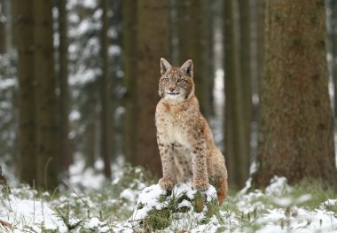 Lynx in forest clipart