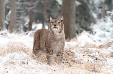 Lynx scenting clipart