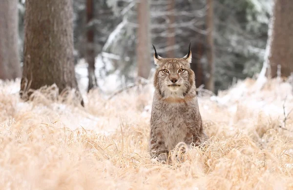 Lynx 찾고 — 스톡 사진