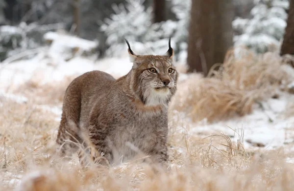 Mocný lynx — Stock fotografie