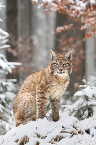Elegant lynx — Stockfoto
