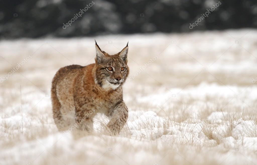 Lynx on meadow