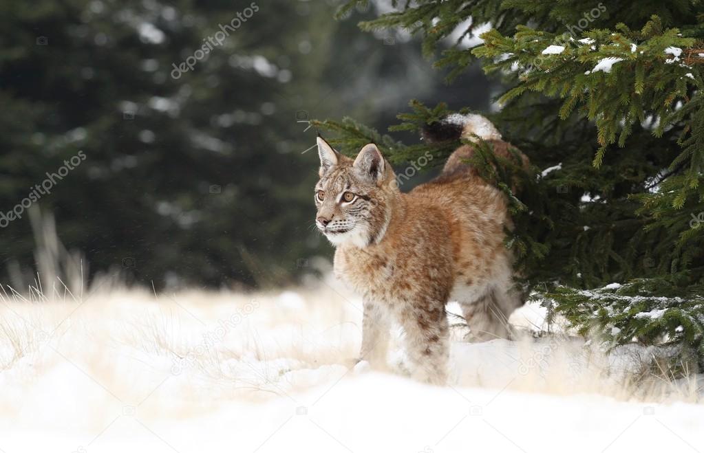 Lynx beside spruce