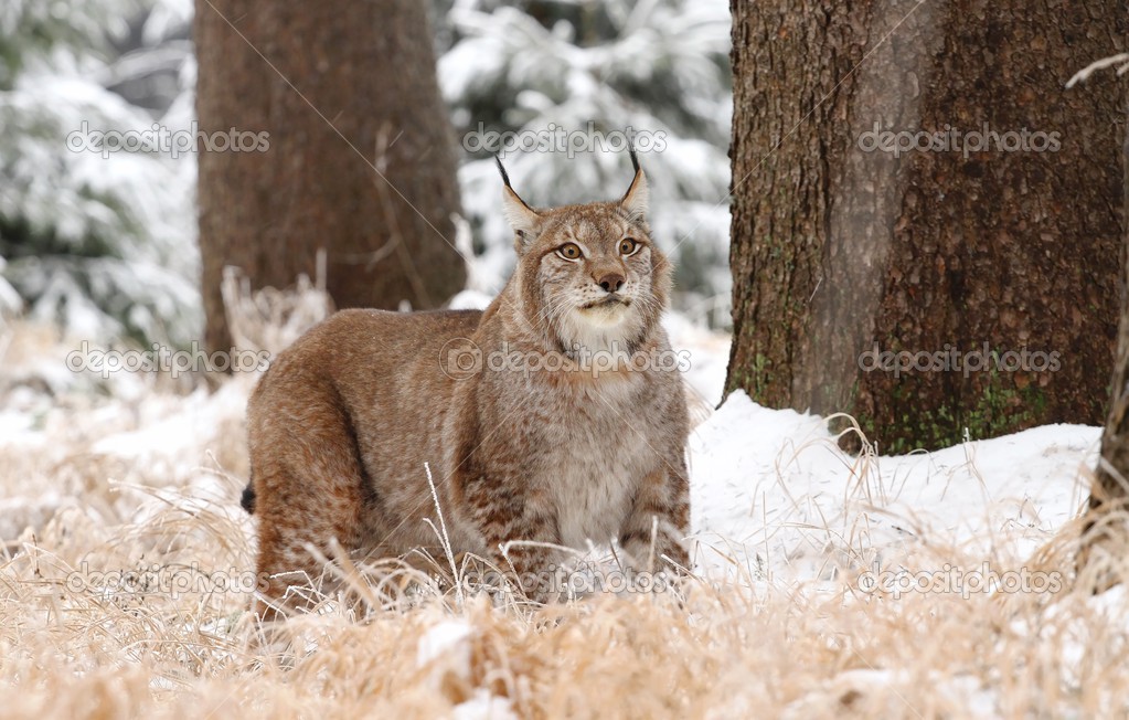 Massive lynx