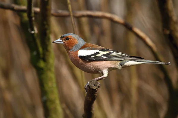 Finch — Stock Photo, Image