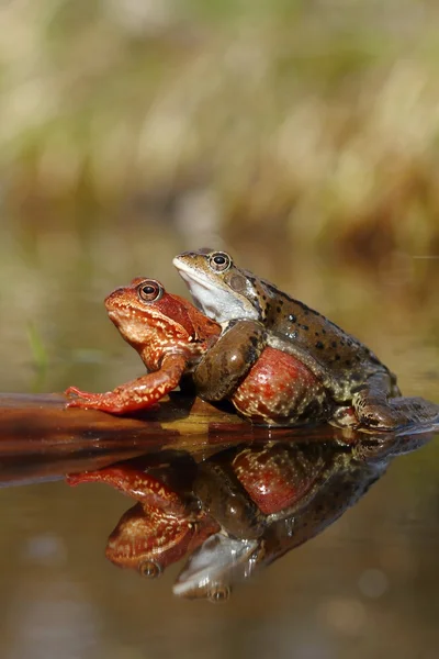 Grenouilles accouplement — Photo