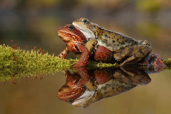 Amour de grenouille — Photo