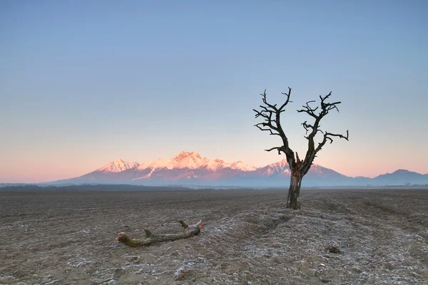 Árbol y montañas — Foto de Stock