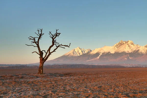 Albero del mattino — Foto Stock