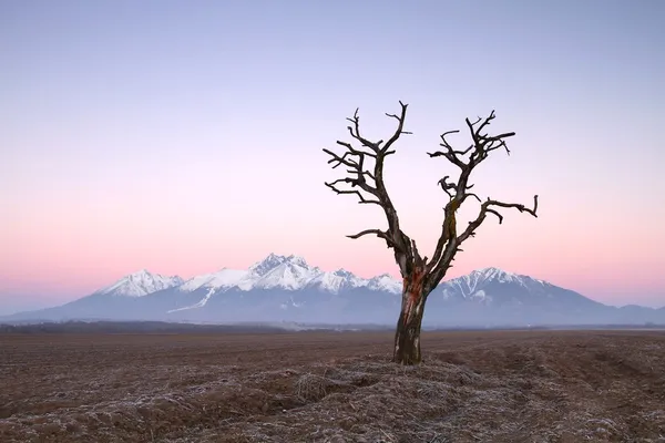 Albero arido — Foto Stock