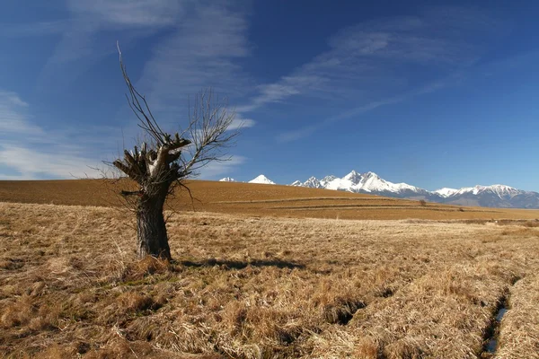 Willow tree — Stockfoto