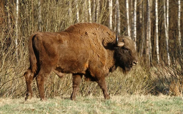 褐色野牛 — 图库照片