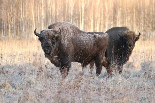 北美野牛 — 图库照片