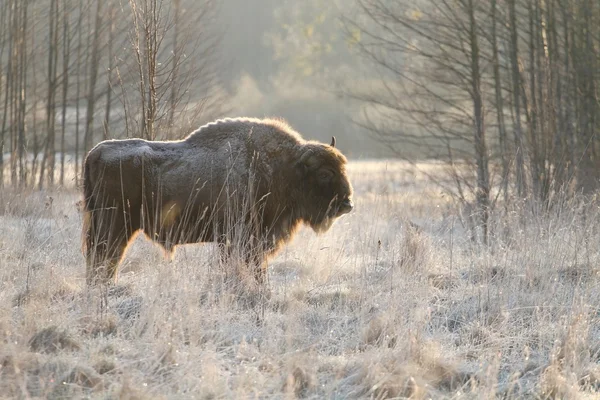 Donmuş bison — Stok fotoğraf