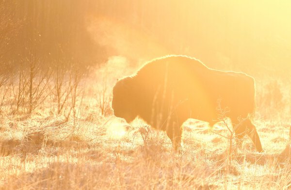 Bison in sunrise