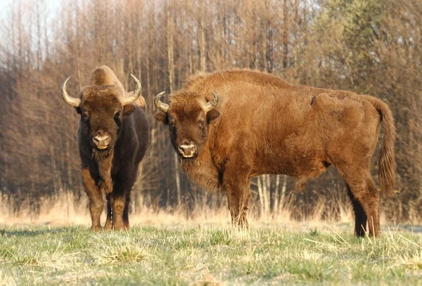 两个北美野牛 — 图库照片