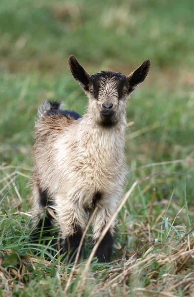 Cabra pequena. — Fotografia de Stock