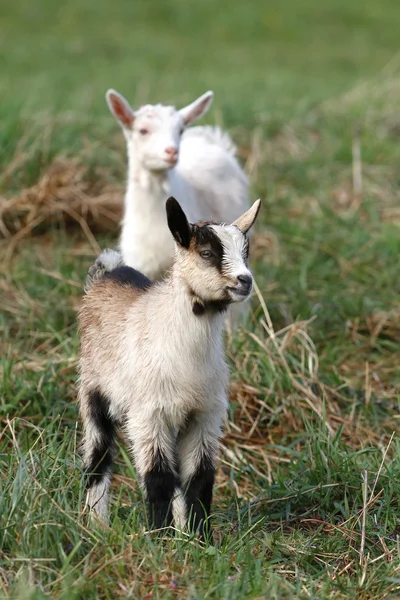 Duas cabras pequenas — Fotografia de Stock