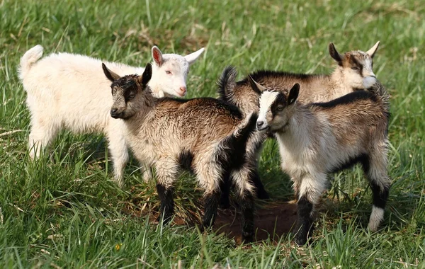 Cuatro cabras —  Fotos de Stock