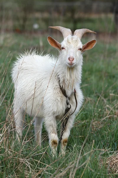 Horned goat — Stock Photo, Image