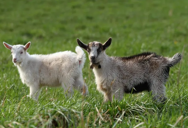 Dvě malé kozy — Stock fotografie