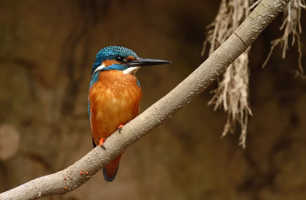 Kingfisher male — Stock Photo, Image