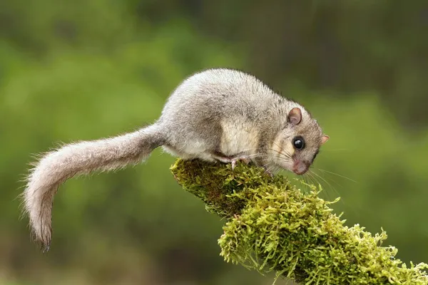 çok güzel Fındık faresi