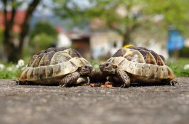 Kaplumbağa arkadaşlar