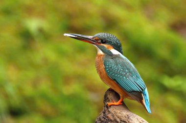 Kingfisher erkek