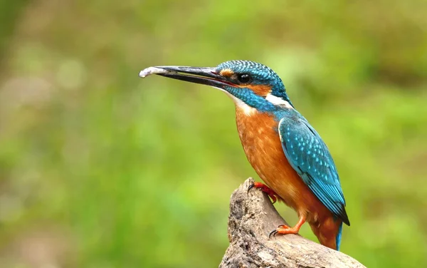 Fancy kingfisher — Stock Photo, Image