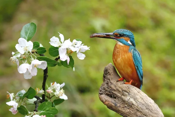 Kingfisher and prime — Stock Photo, Image