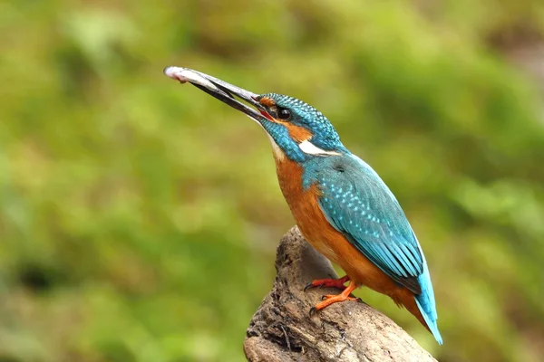 Kingfisher with fish — Stock Photo, Image