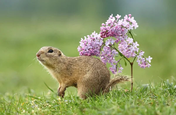 Esquilo e lilás moídos — Fotografia de Stock