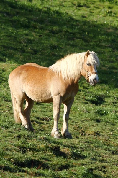 Hnědý kůň — Stock fotografie