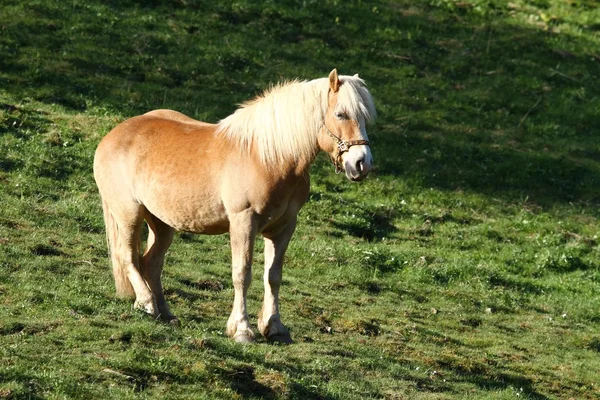 Mane paard — Stockfoto