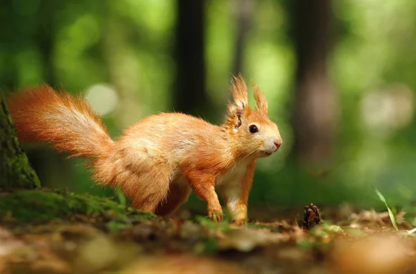 Squirrel — Stock Photo, Image