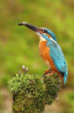 Kingfisher ve mantar