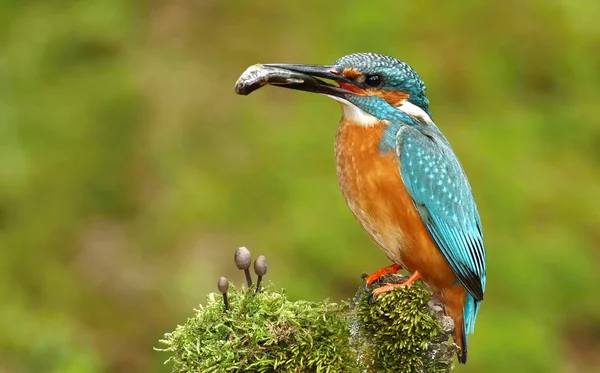 Kingfisher con fungo — Foto Stock