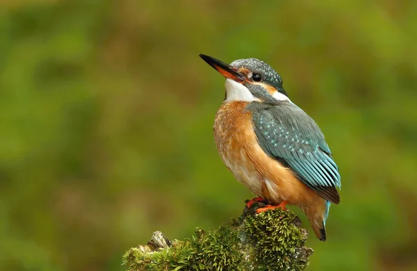 Piccolo martin pescatore — Foto Stock